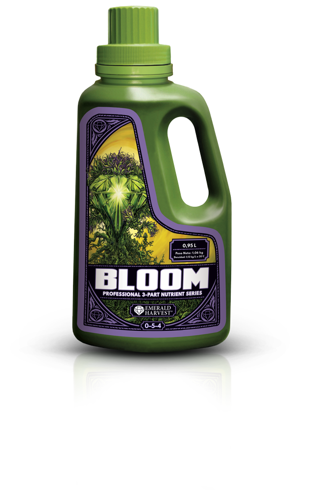 Bloom